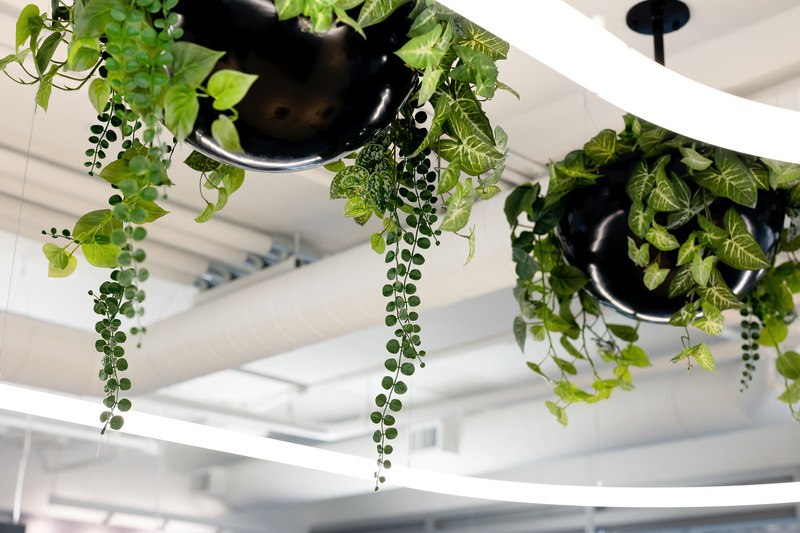 Press kit | 5571-04 - Press release | Sage HQ - Edit Studios Inc. - Commercial Interior Design - Hanging Plants - Photo credit: Brett Hitchins