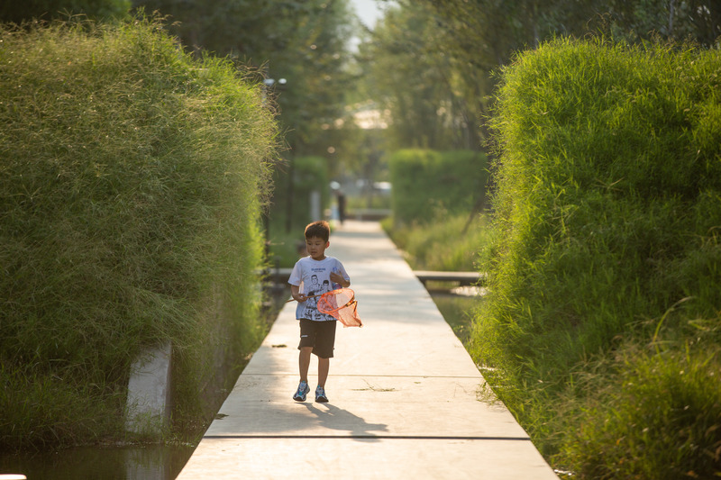 Dossier de presse | 2696-05 - Communiqué de presse | Sponge Synergy: The Huaiyang Fuxi Cultural Park - Turenscape - Architecture de paysage - <p class="">Pathways navigate through craters and tunnels, with water by boardwalks kept safe per regulations, eliminating handrails</p> - Crédit photo : Turenscape