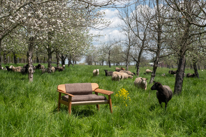 Dossier de presse | 7754-01 - Communiqué de presse | Common Object Studio: Designing for a Regenerative Future — AZ Awards Emerging Design Firm - Common Object Studio - Design industriel - Sheep grazing at Willow Creek Farm Preserve - Crédit photo : Kal Skye
