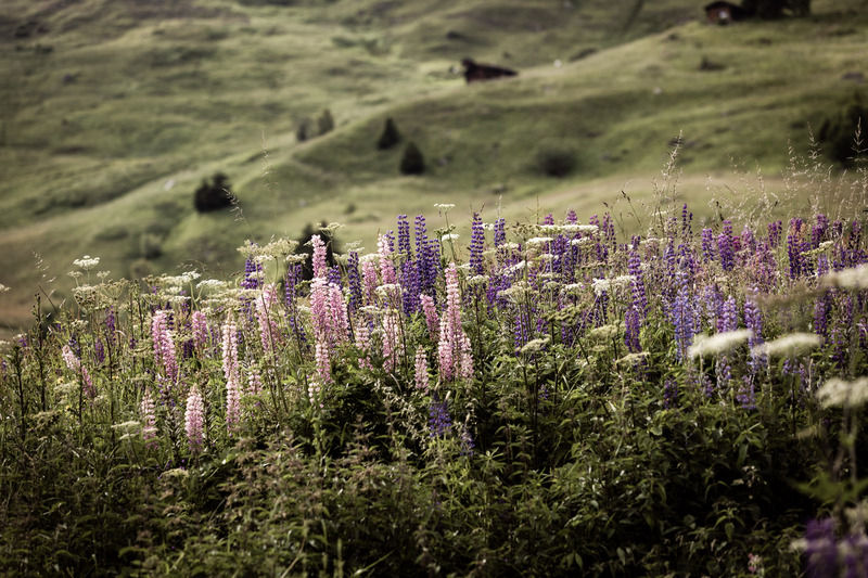 Press kit | 1144-07 - Press release | From Plant to Palette: Marianne Tiegen Showcases the Beauty of Natural Dyeing in Chalet Cocagne - Marianne Tiegen Interiors - Residential Interior Design - Photo credit: @jwilson