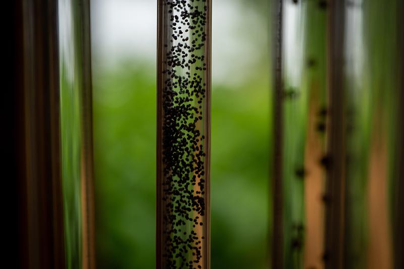 Press kit | 837-55 - Press release | The Creations Presented as Part of the 27th Edition of the International Garden Festival Evolve Throughout the Summer - International Garden Festival - Event + Exhibition - Pousses de son - Photo credit: Martin Bond