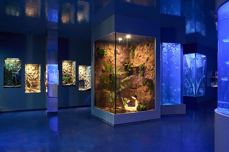 Dossier de presse | 2757-65 - Communiqué de presse | StudioHAU Completes Extensive Renovation and Redesign of the Berkshire Museum’s First Floor Galleries, Aquarium and Public Spaces - StudioHAU - Architecture institutionnelle -  Relocated from the basement to the museum’s main floor and expanded, the museum’s Feigenbaum Aquarium is a popular major centerpiece that now occupies a central position at the heart of the museum.  - Crédit photo : Sam Cornwall