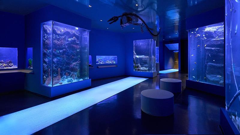 Dossier de presse | 2757-65 - Communiqué de presse | StudioHAU Completes Extensive Renovation and Redesign of the Berkshire Museum’s First Floor Galleries, Aquarium and Public Spaces - StudioHAU - Architecture institutionnelle -  The Feigenbaum Aquarium is home to a number of different aquatic animals including but not limited to snakes, geckos, dart frogs, tortoises, a blue-tongued skink and a chameleon, along with a hydroponics system that will produce food for the animals.  - Crédit photo : Sam Cornwall