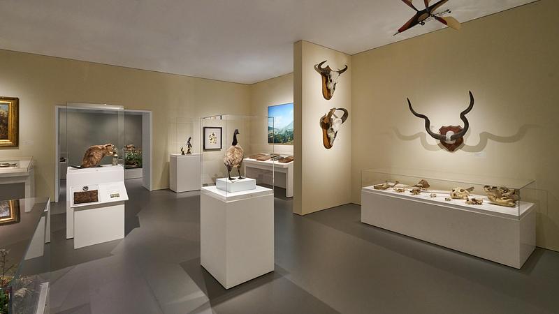 Dossier de presse | 2757-65 - Communiqué de presse | StudioHAU Completes Extensive Renovation and Redesign of the Berkshire Museum’s First Floor Galleries, Aquarium and Public Spaces - StudioHAU - Architecture institutionnelle - Image view of Galleries 6 and 7. These spaces showcase a rotating selection from the museum's taxidermy collection. - Crédit photo : Sam Cornwall