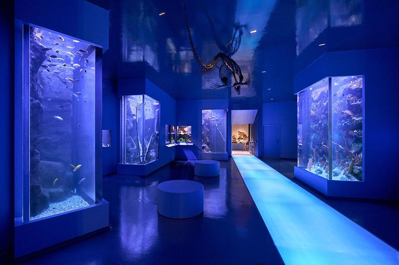 Dossier de presse | 2757-65 - Communiqué de presse | StudioHAU Completes Extensive Renovation and Redesign of the Berkshire Museum’s First Floor Galleries, Aquarium and Public Spaces - StudioHAU - Architecture institutionnelle - The aquarium and displays of terrestrial animals are designed with 5 floor-to-ceiling large tanks, cave-like fragmented and angled tank placement, and an illuminated glass walkway “water feature.” These elements combine to recreate/simulate an underwater environment. - Crédit photo : Sam Cornwall
