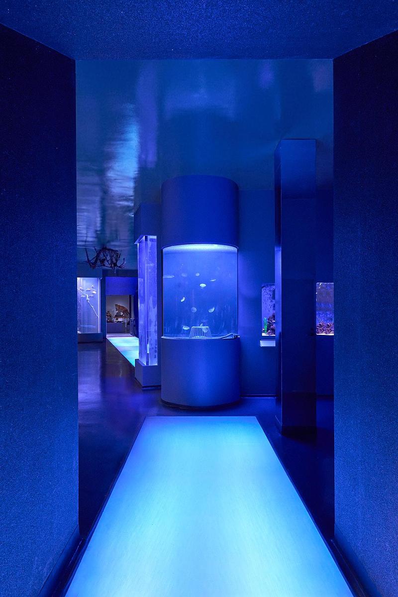 Dossier de presse | 2757-65 - Communiqué de presse | StudioHAU Completes Extensive Renovation and Redesign of the Berkshire Museum’s First Floor Galleries, Aquarium and Public Spaces - StudioHAU - Architecture institutionnelle - The aquarium is accessible from Gallery 1 and Gallery 6 through transitional tunnels as thresholds into the aquatic and terrestrial world.  - Crédit photo : Sam Cornwall