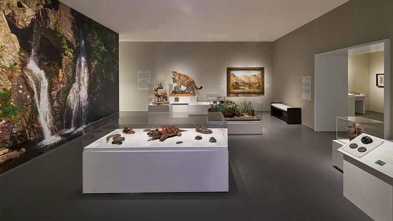 Dossier de presse | 2757-65 - Communiqué de presse | StudioHAU Completes Extensive Renovation and Redesign of the Berkshire Museum’s First Floor Galleries, Aquarium and Public Spaces - StudioHAU - Architecture institutionnelle - <p>Image view of Galleries 6 and 7. These spaces showcase a rotating selection from the museum's taxidermy collection, including</p><p>display cases, paintings, and a walk-in 360-degree multi-sensory digital diorama. </p> - Crédit photo : Sam Cornwall