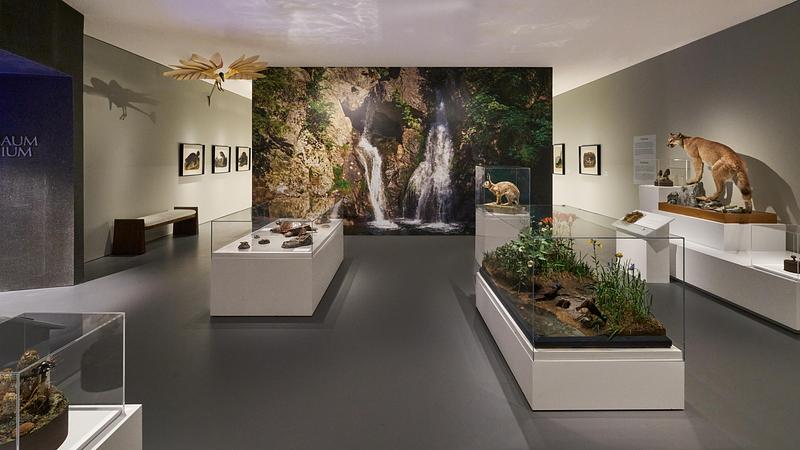 Dossier de presse | 2757-65 - Communiqué de presse | StudioHAU Completes Extensive Renovation and Redesign of the Berkshire Museum’s First Floor Galleries, Aquarium and Public Spaces - StudioHAU - Architecture institutionnelle - Galleries 6 and 7 contain rich displays of natural habitats and wildlife. - Crédit photo : Sam Cornwall