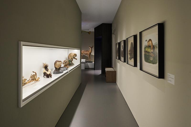 Dossier de presse | 2757-65 - Communiqué de presse | StudioHAU Completes Extensive Renovation and Redesign of the Berkshire Museum’s First Floor Galleries, Aquarium and Public Spaces - StudioHAU - Architecture institutionnelle - Hallway leading to galleries 5 and 6. These carefully staged exhibitions immerse visitors in the natural world around the.  - Crédit photo : Sam Cornwall