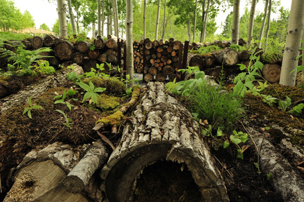 Press kit | 837-07 - Press release | - New images - The 15th International Garden Festival opens soon at les Jardins de Métis - International Garden Festival / Reford Gardens - Landscape Architecture -         HISTOIRE SANS FIN or LE BOIS DANS TOUS SES ÉTATS by atelier eem [Marc Blume, Francesca Liggieri, Estelle Nicod], Héloïse Blanzat Paris, France &nbsp; <br><br>The re-creation of a woodlot offers a metaphor of the experience of the evolutionary cycle of the forest in condensed form. In a forest of poplars, carefully stacked cords of wood illustrate the passage of time. &nbsp; <br><br>www.atelier-eem.org - Photo credit: J.-C. &amp; L. Hurni