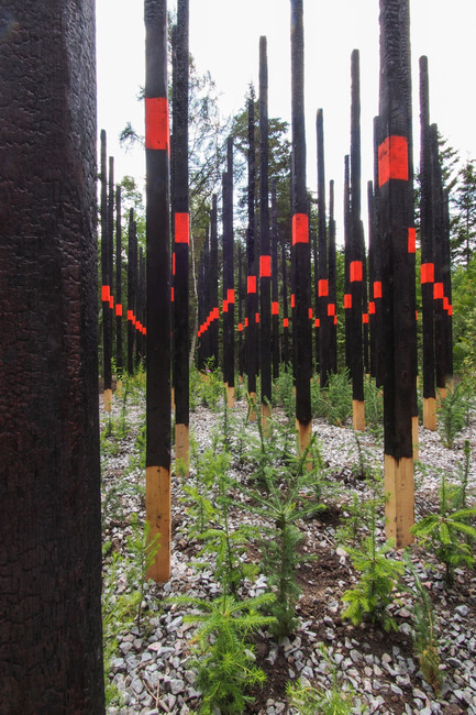 Press kit | 837-10 - Press release | The 16th International Garden Festival at Les Jardins de Métis / Reford Gardens will BUZZ in 2015! - International Garden Festival / Reford Gardens - Landscape Architecture - AFTERBURN<br>by&nbsp;Civilian Projects [Ksenia Kagner, Nicko Elliott]<br>Brooklyn, New York, United States<br><br>A post-apocalyptic experience that allows visitors to see how nature renews by itself after a fire and how she manages to heal damaged landscapes.   - Photo credit:  Louise Tanguay 