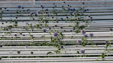 Press kit | 837-14 - Press release | Call for proposals - International Garden Festival 2016 - International Garden Festival / Reford Gardens - Event + Exhibition -  CARRÉ BLEU SUR FOND BLANC<br>Kihan Kim &amp; Ophélie Bouvet<br><br>Paris, France <br><br>www.kihankim.com<a href="http://www.kihankim.com"></a><br>  - Photo credit: Louise Tanguay