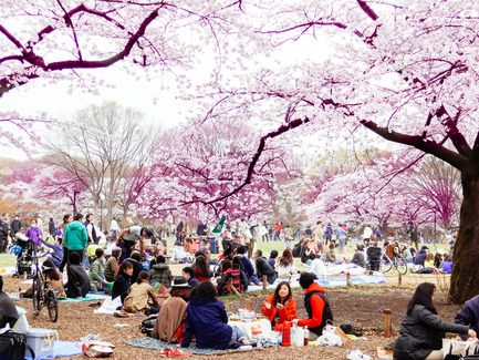 Press kit | 1820-01 - Press release | A tenth spring - Mickaël Martin, Margaux Rodot, Benoît Tastet - Landscape Architecture - Hanami at Yoyogi Park 2013 - Photo credit: Flickr_Dick Thomas Johnson&nbsp;