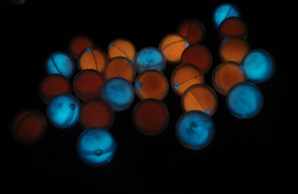 Press kit | 884-03 - Press release | Projet HEC édition 2013 - École de design industriel de l’Université de Montréal - Event + Exhibition - ROE, lumière pour le bain. Sphères lumineuses flottantes, rechargeables à la lumière, vendu dans un sac organique en silicone. - Photo credit: Natasha Thorpe