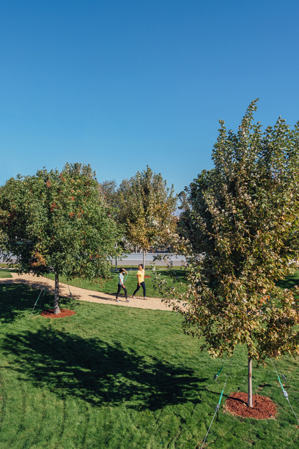 Press kit | 2041-01 - Press release | Silicon Valley’s Newest Rooftop Park Brings Workplace Amenities to New Heights - DES Architects + Engineers - Landscape Architecture - Tree Groves - Photo credit: Gregory Cortez