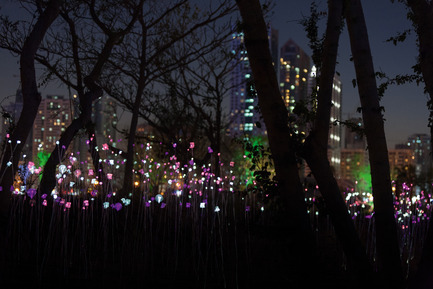 Dossier de presse | 2193-01 - Communiqué de presse | Butterfly Pavilion – Noor Island - 3deluxe - Design urbain - As dusk sets in, a landscape made of millions of tiny lights begins to twinkle in the northern half of the island. The spectacle transpires to be a sea of stalks swaying softly in the wind and slowly changing their colour. - Crédit photo : Sascha Jahnke