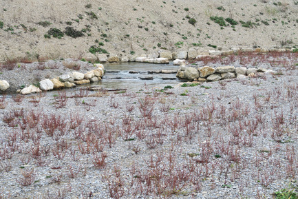 Dossier de presse | 2230-01 - Communiqué de presse | A new Landscape for the New Hydropower Plant Hagneck in Switzerland - Raymond Vogel Landschaften AG - Architecture de paysage -     	 		 		 	 	 		 			 				 					Watercourse for fishes. First endemic plants growing along the stream.&nbsp;<br> 	    - Crédit photo :    	 		 		 	 	 		 			 				 					Raymond Vogel, Zürich  				 