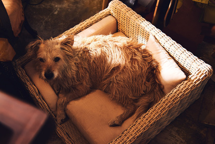 Dossier de presse | 2438-01 - Communiqué de presse | Swiss Start-Up Embellishes the Lives of Dogs and Owners - Volentis GmbH - Produit - IDA Silver Award Winner - LABONI Dog Bed Cosmopolitan - Crédit photo : Volentis GmbHIDA Silver Award Winner - LABONI Dog Bed Cosmopolitan<br>