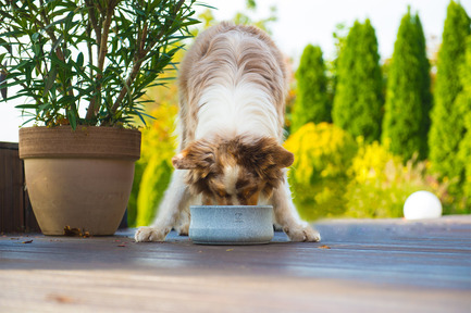 Dossier de presse | 2438-01 - Communiqué de presse | Swiss Start-Up Embellishes the Lives of Dogs and Owners - Volentis GmbH - Produit - IDA Gold Award Winner - LABONI Dog Feeder Rocky - Crédit photo : Volentis GmbH<br>