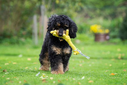 Dossier de presse | 2438-01 - Communiqué de presse | Swiss Start-Up Embellishes the Lives of Dogs and Owners - Volentis GmbH - Produit - IDA Silver Award Winner - LABONI DOG TOYS - Crédit photo : Volentis GmbH<br>
