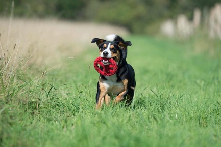 Dossier de presse | 2438-01 - Communiqué de presse | Swiss Start-Up Embellishes the Lives of Dogs and Owners - Volentis GmbH - Produit - IDA Silver Award Winner - LABONI DOG TOYS - Crédit photo : Volentis GmbH<br>