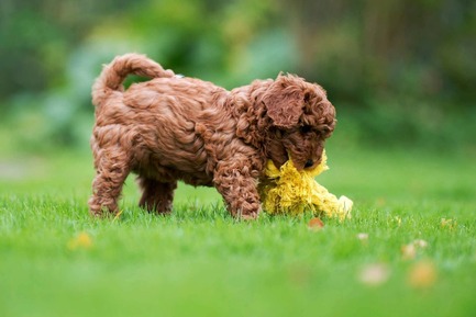 Dossier de presse | 2438-01 - Communiqué de presse | Swiss Start-Up Embellishes the Lives of Dogs and Owners - Volentis GmbH - Produit - IDA Silver Award Winner - LABONI DOG TOYS - Crédit photo : Volentis GmbH<br>