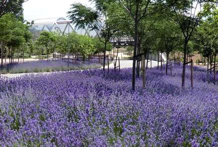 Dossier de presse | 3076-01 - Communiqué de presse | Madrid Rio. Une nouvelle écologie urbaine - Burgos & Garrido; Porras La Casta; Rubio & A-Sala et West 8 [Ginés Garrido, directeur du projet] - Architecture de paysage -  Parc de Arganzuela  - Crédit photo :  Auteurs du projet 