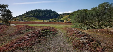 Dossier de presse | 3089-01 - Communiqué de presse | Odette Estate Winery - Signum Architecture LLP - Architecture industrielle -  The building's living roof replicates the contours of surrounding hills and overlooks the Stag's Leap AVA.<br>  - Crédit photo : Adrian Gregorutti