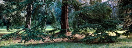 Dossier de presse | 3141-01 - Communiqué de presse | Forest of Eden - SofijaSilvia - Art -  From the series: Forest of Eden<br>Artist: SofijaSilvia   - Crédit photo : SofijaSilvia