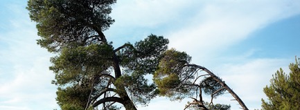 Dossier de presse | 3141-01 - Communiqué de presse | Forest of Eden - SofijaSilvia - Art -  From the series: Forest of Eden<br>Artist: SofijaSilvia   - Crédit photo : SofijaSilvia
