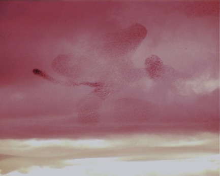 Press kit | 701-09 - Press release | Lynne Cohen, Laurent Grasso and Tino Sehgal - Musée d'art contemporain de Montréal (MAC) - Event + Exhibition - Les Oiseaux (image tirée du film), 2008Laurent GrassoVidéo DVCouleur, son, 8 min 55 sAvec l’aimable permission de la Galerie Chez Valentin, Paris / Sean Kelly Gallery NY© Laurent Grasso / ADAGP 2013