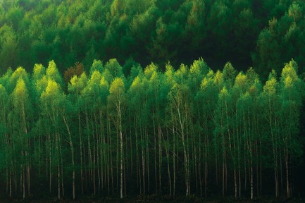 Dossier de presse | 2998-02 - Communiqué de presse | Conde House Celebrates 50 Years of Fine Furniture Craftsmanship - Conde House - Produit -  The whole factory plants trees each year, giving back to nature  - Crédit photo : Conde House