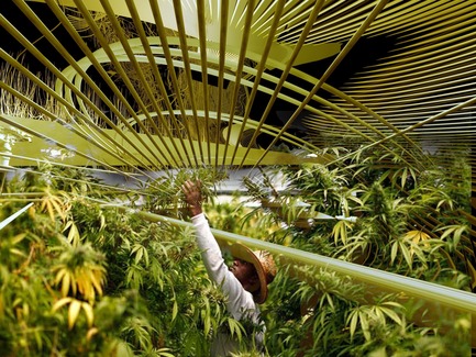 Press kit | 2121-10 - Press release | Sustainable Hemp and Medical Cannabis Farm - Margot Krasojević Architects - Industrial Architecture - SCROG interior view vegatative growth state - Photo credit: Margot Krasojević