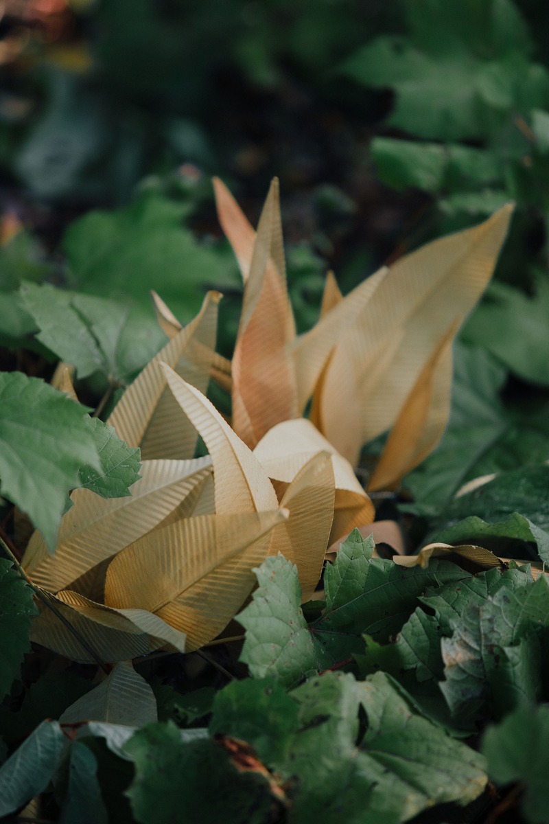 Press kit | 2110-07 - Press release | Automne, the New Collection that Draws From – and Gives Back to – Nature - Larose Guyon - Product - Fleur de Velours - Photo credit: Karel Chladek