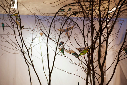 Press kit | 962-01 - Press release | The fantasies of Charles, his table and his guests - Charles Kaisin - Product - 40 oiseaux en liberté - De branche en branche - Photo credit: Marie-Françoise Plissart