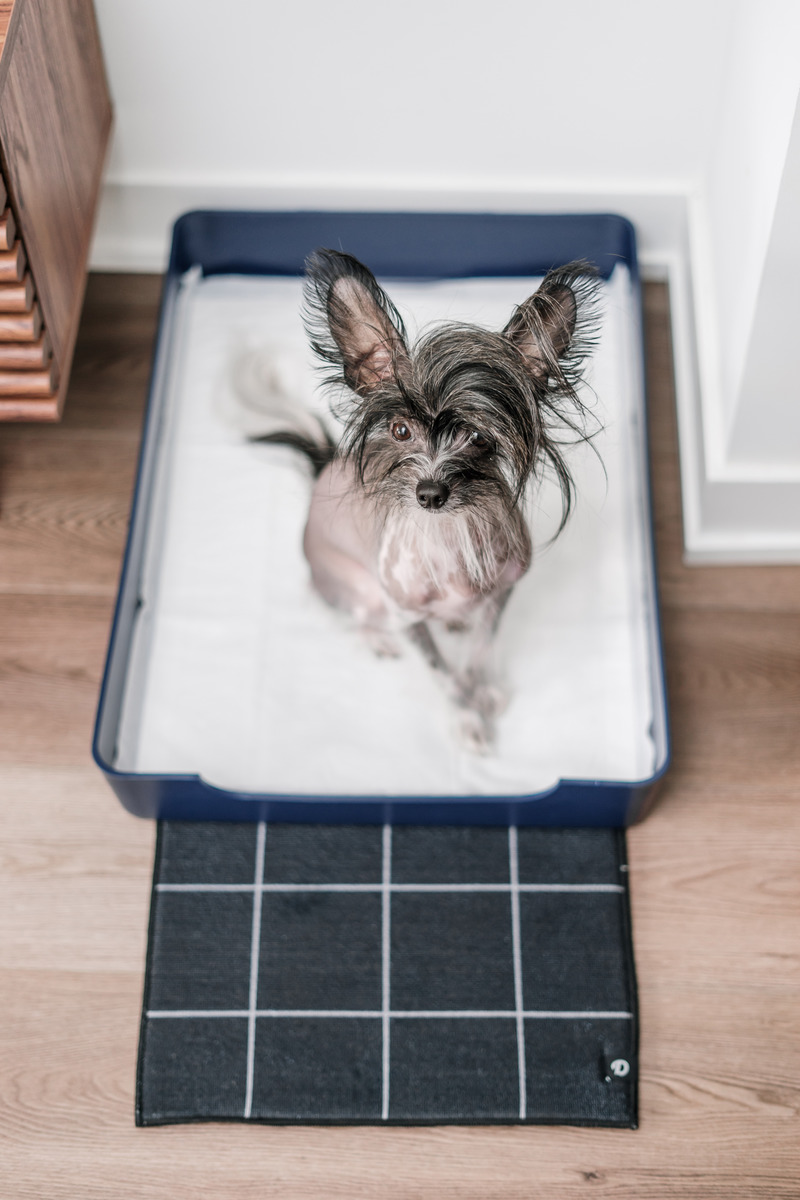 Dossier de presse | 3904-02 - Communiqué de presse | Doggy Bathroom en version miniature sur Kickstarter - Doggy Bathroom - Produit - Base Doggy Bathroom - Crédit photo : Momo Yang