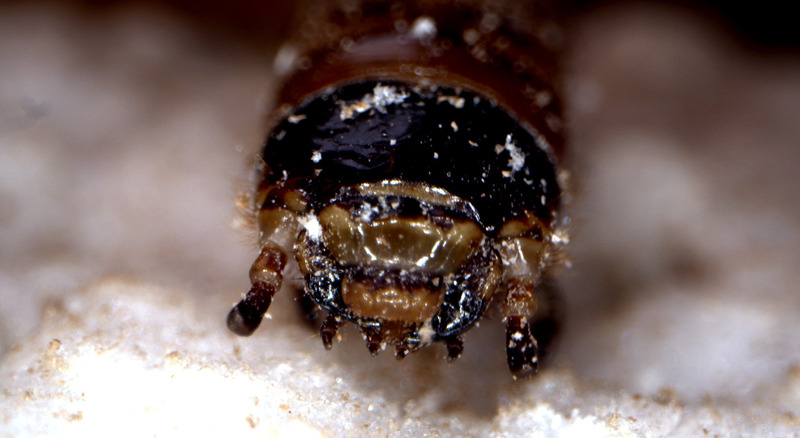 Press kit | 3552-01 - Press release | Inxect Suit - Inxects - Product - Mealworm - Photo credit: Jacob Schill