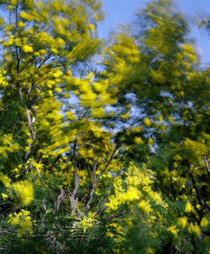 Dossier de presse | 756-04 - Communiqué de presse | En imparfaite santé : la médicalisation de l’architecture - Centre Canadien d’Architecture (CCA) - Édition - Benoît Vollmer, artiste. Dépositions. Wind captured by the various species of trees. Céret, France, 2009.© Benoît Vollmer / Gracieuseté de Van Kranendonk Gallery