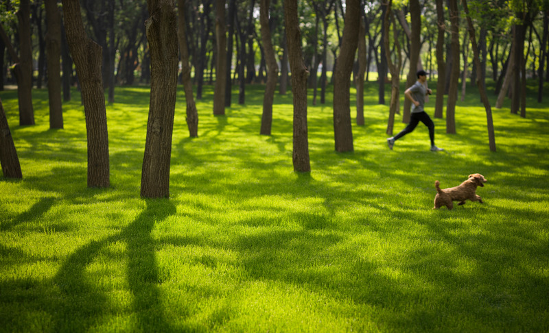 Dossier de presse | 5086-01 - Communiqué de presse | MAHA Residential Gardens Popular Choice Winner at the 2022 Architizer A+ Awards - Ballistic Architecture Machine (BAM) - Architecture de paysage - Serene forest provides a unique immersion into nature amidst the bustling capital city. - Crédit photo : Jonathan Leijonhufvud