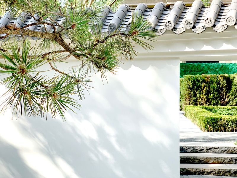 Dossier de presse | 5086-01 - Communiqué de presse | MAHA Residential Gardens Popular Choice Winner at the 2022 Architizer A+ Awards - Ballistic Architecture Machine (BAM) - Architecture de paysage - A shaped pine branch bows in front of the white wall of the wintergarden. - Crédit photo : BAM