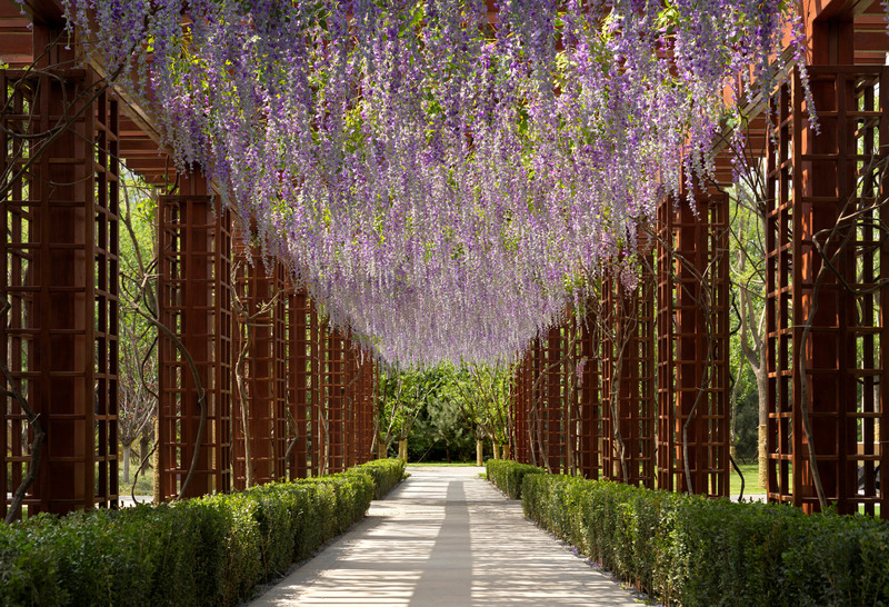 Dossier de presse | 5086-01 - Communiqué de presse | MAHA Residential Gardens Popular Choice Winner at the 2022 Architizer A+ Awards - Ballistic Architecture Machine (BAM) - Architecture de paysage - <p class="">A wysteria-laden trellis leads from the MAHA residence to the plum blossom garden.</p> - Crédit photo : Jonathan Leijonhufvud