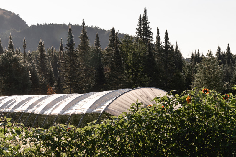 Press kit | 1685-05 - Press release | Farouche Tremblant - Atelier L'Abri - Commercial Architecture - nordic farm - Photo credit: Raphaël Thibodeau