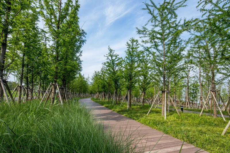 Press kit | 6580-01 - Press release | Suzhou Huanyuandang Ecological Restoration and Shoreline Linkage Project - Tus-Design Group Co.,Ltd - Landscape Architecture -  Walking path in forest  - Photo credit: <p class="">Tus-Design Group Co.,Ltd</p>
