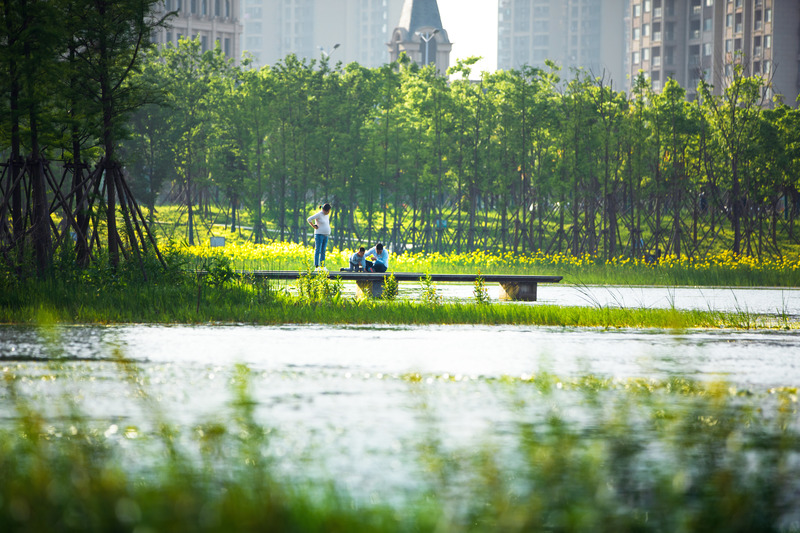 Dossier de presse | 2696-03 - Communiqué de presse | A Floating Forest: Fish Tail Park in Nanchang City - Turenscape - Architecture de paysage - <p>Various species of emergent, floating and underwater plants that are adapted to large water-level fluctuations are planted around the edges of the islets and cover the otherwise muddy shorelines during the dry season-Monsoon season.</p><p><span></span></p>  - Crédit photo : Turenscape