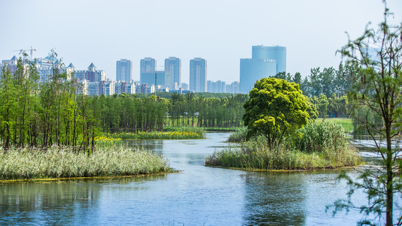 Dossier de presse | 2696-03 - Communiqué de presse | A Floating Forest: Fish Tail Park in Nanchang City - Turenscape - Architecture de paysage - Various species of emergent, floating and underwater plants that are adapted to large water-level fluctuations are planted around the edges of the islets and cover the otherwise muddy shorelines during the dry season-Monsoon season <span></span>  - Crédit photo : Turenscape