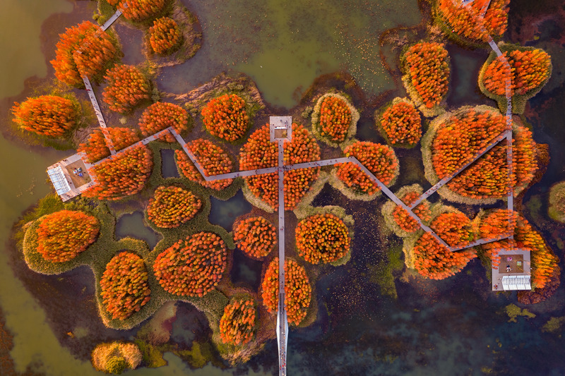 Dossier de presse | 2696-03 - Communiqué de presse | A Floating Forest: Fish Tail Park in Nanchang City - Turenscape - Architecture de paysage - Tree species adapted to fluctuating water levels were selected, including Taxodiumdistichum , Taxodiumdistichum var. imbricatumandMetasequoiaglyptostroboides, which have a beautiful fall color. - Crédit photo : Turenscape