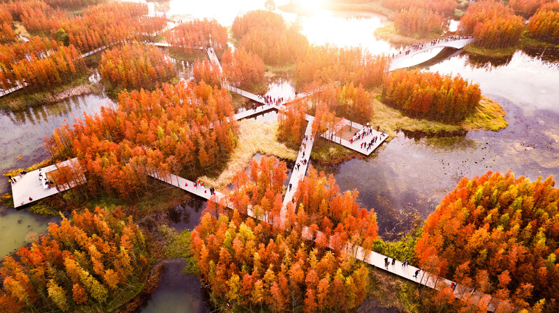 Dossier de presse | 2696-03 - Communiqué de presse | A Floating Forest: Fish Tail Park in Nanchang City - Turenscape - Architecture de paysage - <p>A network of boardwalk and platforms offers visitors an immersive contact with nature, which can be submerged during 20-year flood events and annual monsoon floods, which render the central part of the park inaccessible for several days.</p> - Crédit photo : Turenscape