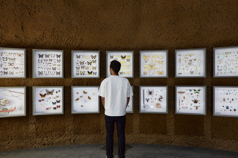 Press kit | 2275-04 - Press release | Metamorphosis of the Montréal Insectarium - Kuehn Malvezzi + Pelletier de Fontenay + Jodoin Lamarre Pratte architectes - Institutional Architecture - <p class="">Metamorphosis of the Montréal Insectarium — Dome / Collection of naturalized specimens</p> - Photo credit: James Brittain — Kuehn Malvezzi / Pelletier de Fontenay / Jodoin Lamarre Pratte architectes in consortium