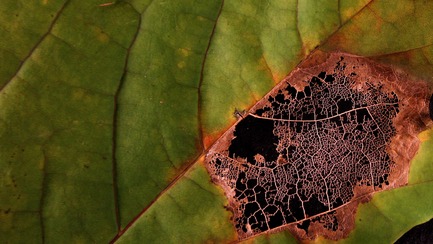 Press kit | 1046-01 - Press release | The End of Time by Peter Mettler opens the 15th RIDM on Wednesday - Rencontres Internationales du documentaire de Montréal (RIDM) - Event + Exhibition - Maple Leaf, Canada. Courtoisie de Grimthorpe Film.&nbsp;