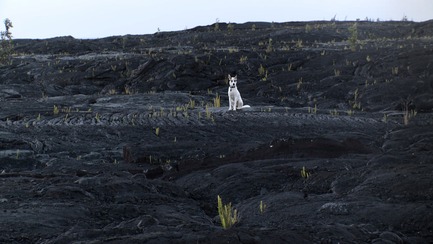 Press kit | 1046-01 - Press release | The End of Time by Peter Mettler opens the 15th RIDM on Wednesday - Rencontres Internationales du documentaire de Montréal (RIDM) - Event + Exhibition - Volcan Kilauea, Hawaii. Courtoisie de Grimthorpe Film.&nbsp;